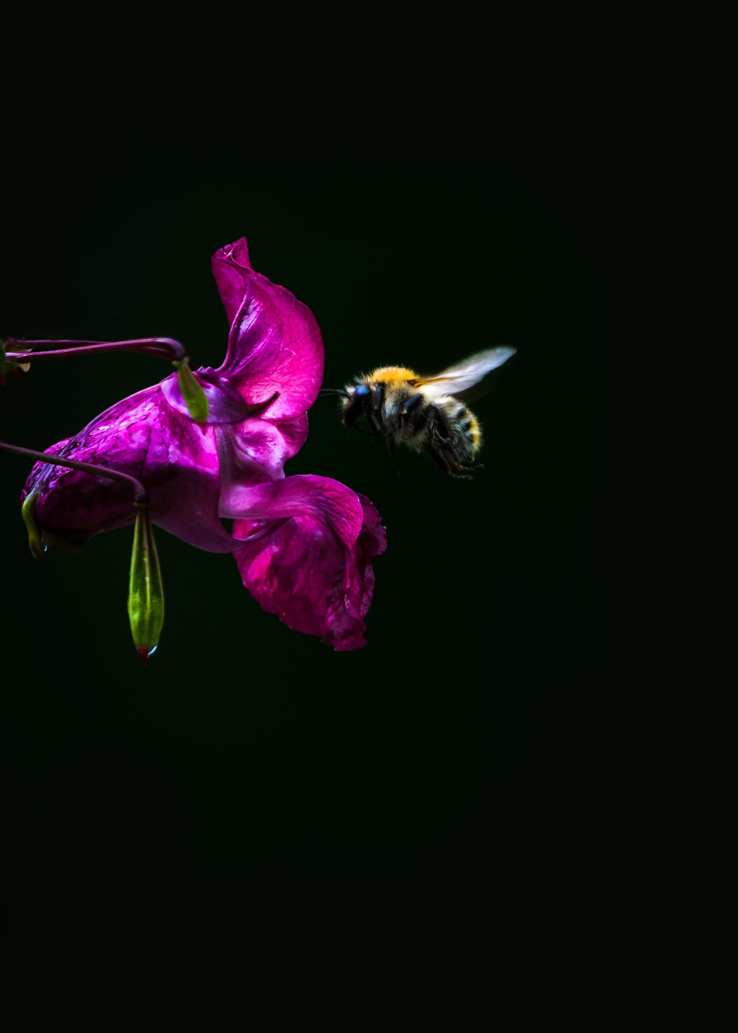 Soumission de manuscrits Éditions MultiMondes